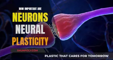 Unraveling the Power of Neurons and Neuroplasticity