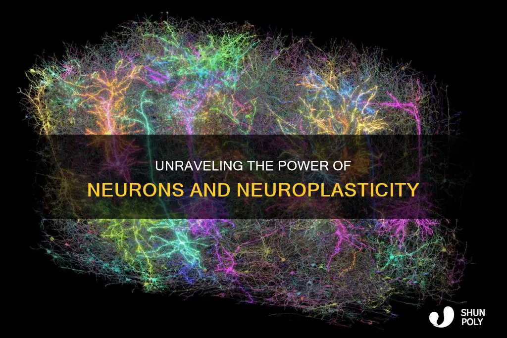 how important are neurons neural plasticity