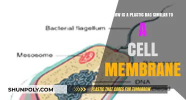 Plastic Bags vs. Cell Membranes: Surprising Structural and Functional Parallels