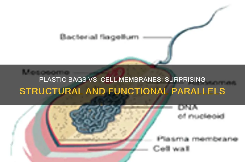 how is a plastic bag similar to a cell membrane