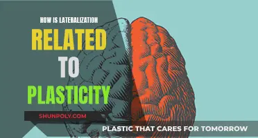 Brain Lateralization and Plasticity: A Complex Relationship