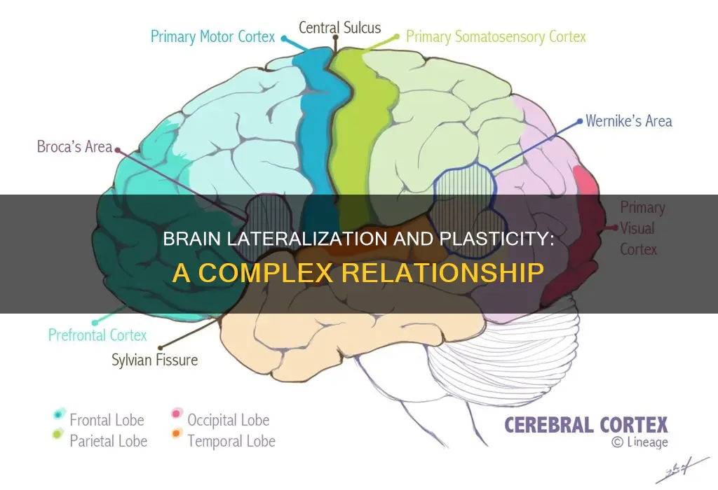 how is lateralization related to plasticity