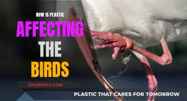 Plastic's Impact: Birds in Danger