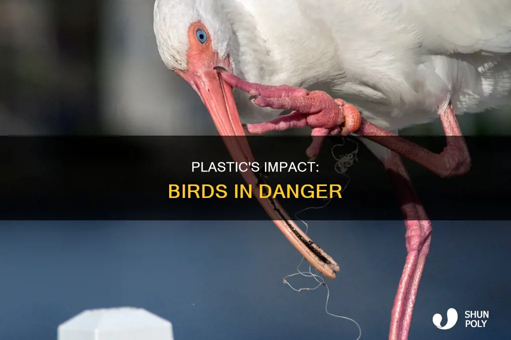 how is plastic affecting the birds