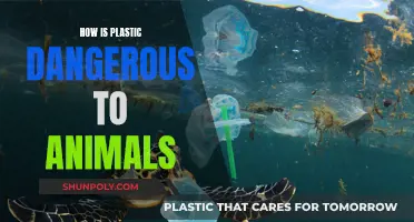 Plastic's Harmful Impact on Animals' Lives