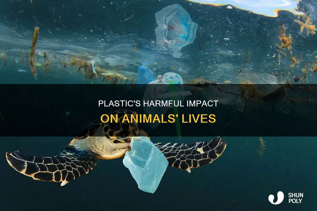 how is plastic dangerous to animals