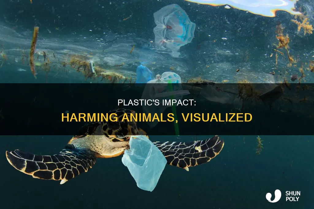 how is plastic harming animals graph