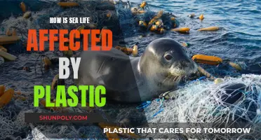 Plastic's Impact: Devastating Effects on Sea Life