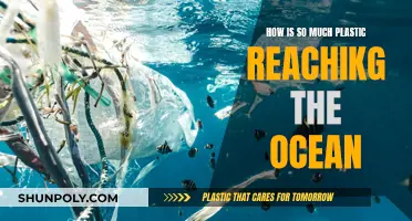 Plastic Pollution: How Does it Reach Our Oceans?