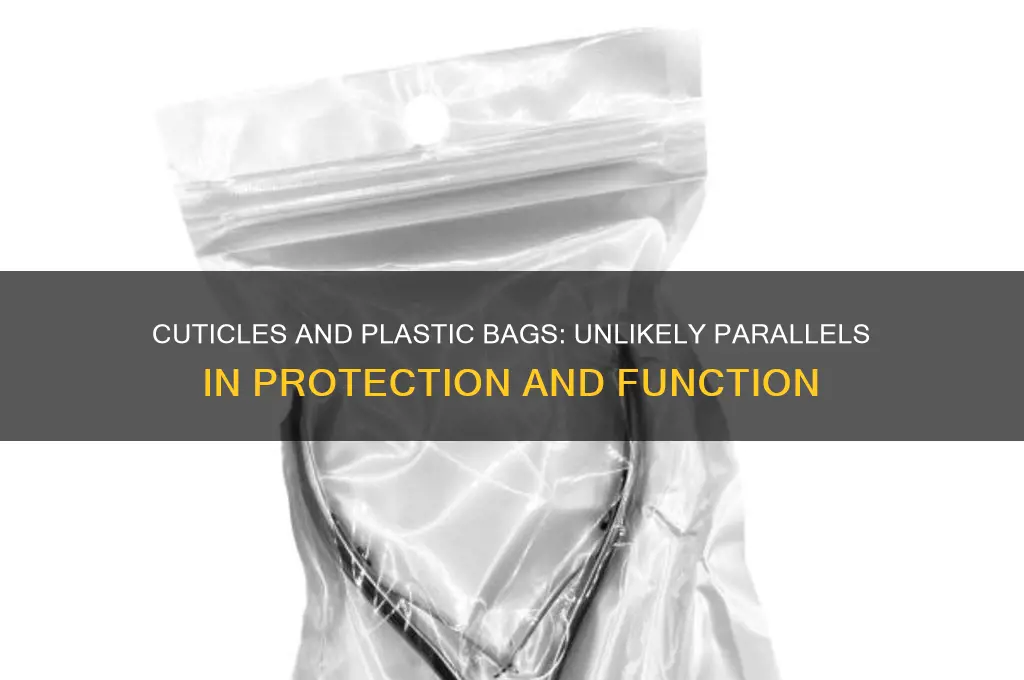 how is the cuticle similar to a plastic bag
