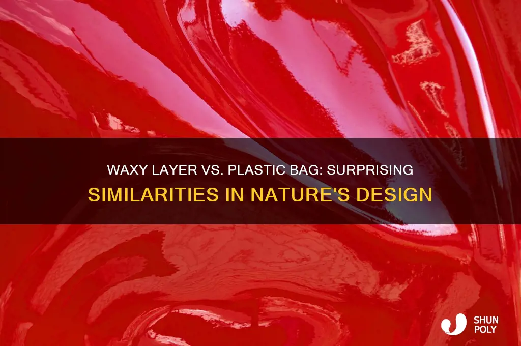 how is the waxy layer similar to a plastic bag