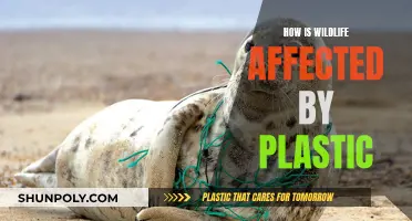 Plastic's Impact: Devastating Effects on Wildlife