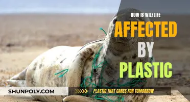 Plastic Pollution: Impact on Wildlife and Their Habitat