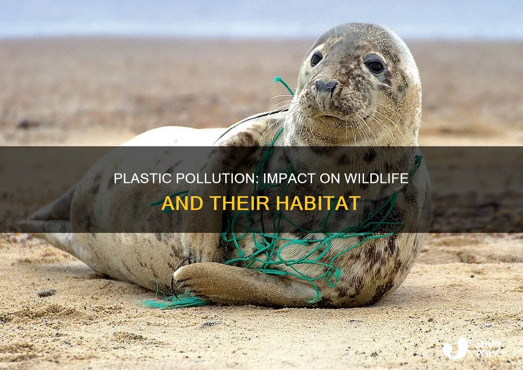 how is wilflife affected by plastic