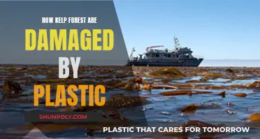 Plastic Pollution: Killing Kelp, Destroying Forests