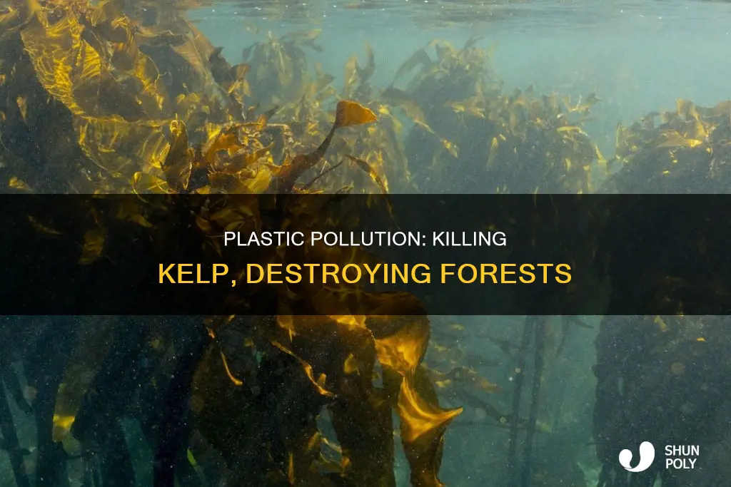 how kelp forest are damaged by plastic