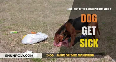 Dog Ate Plastic: Symptoms, Risks, and When to Seek Help