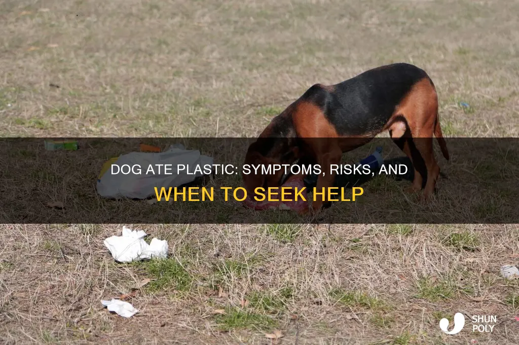 how long after eating plastic will a dog get sick
