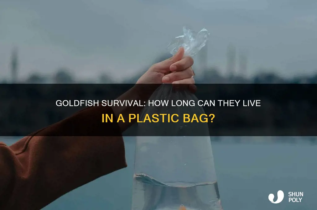 how long can a goldfish live in a plastic bag