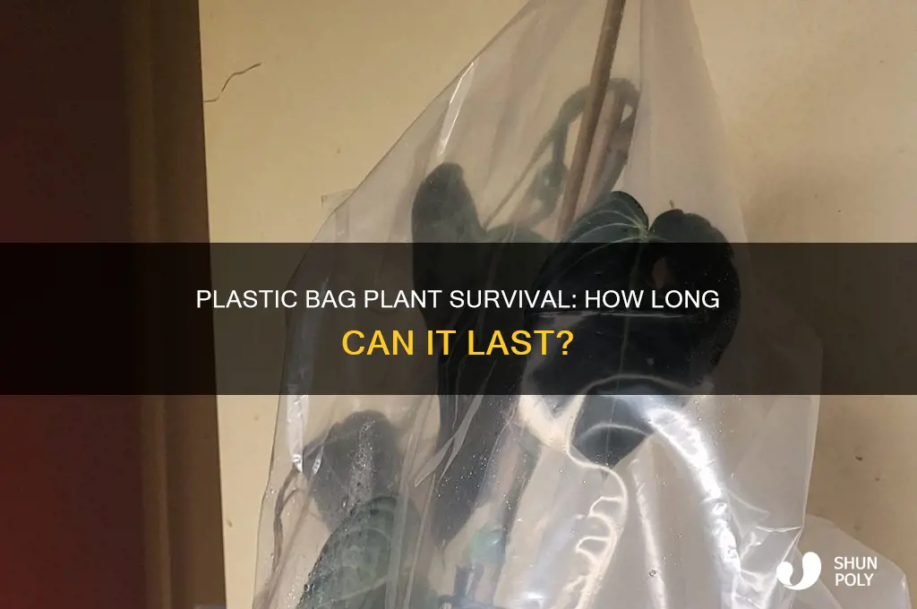 how long can a plastic bag keep a plant alive