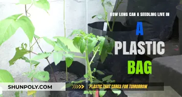 Seedling Survival: How Long Can They Thrive in Plastic Bags?