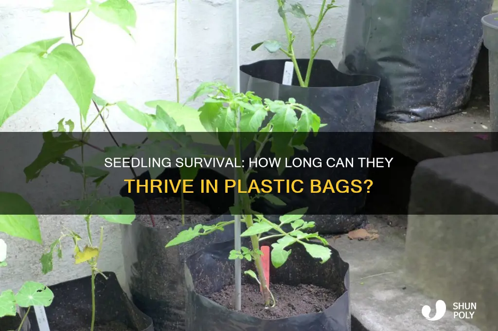 how long can a seedling live in a plastic bag