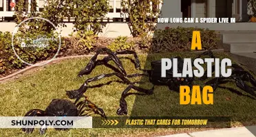 Spider Survival: How Long Can They Live in Plastic Bags?