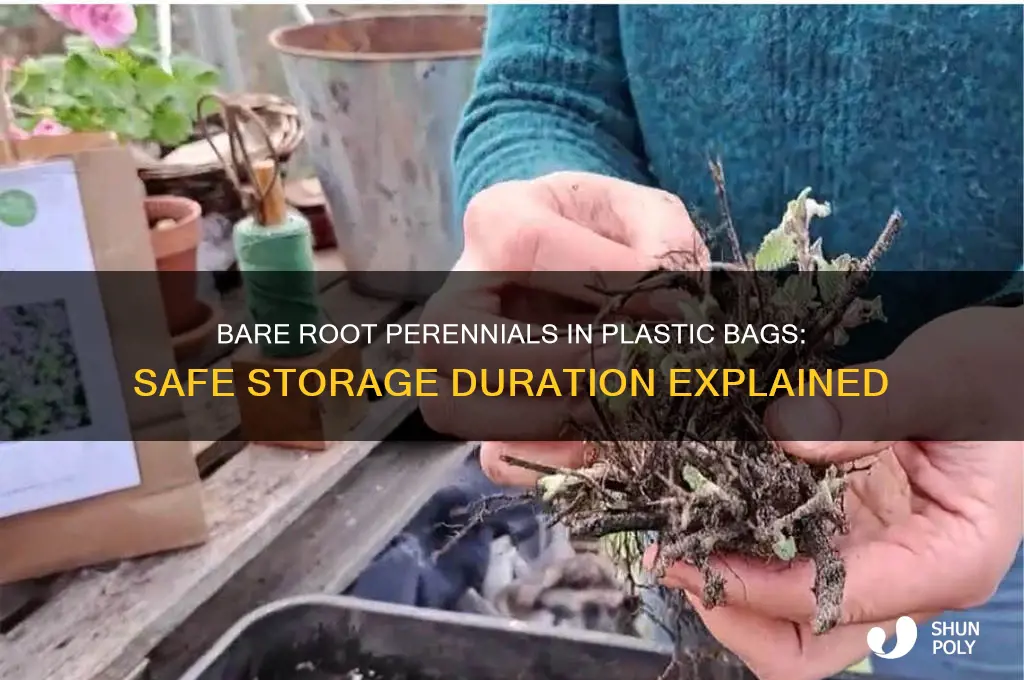 how long can bare root perennials stay in plastic bag