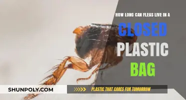 Fleas in a Sealed Plastic Bag: Survival Duration Explained