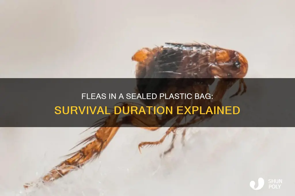 how long can fleas live in a closed plastic bag