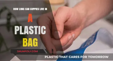 Guppies in Plastic Bags: Survival Time and Care Tips