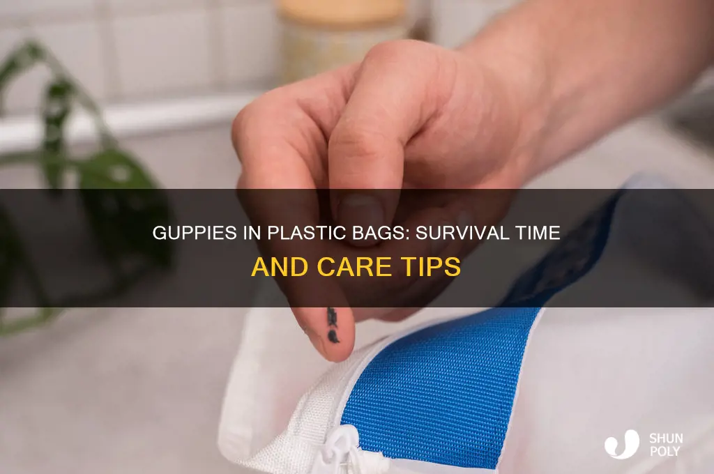 how long can guppies live in a plastic bag