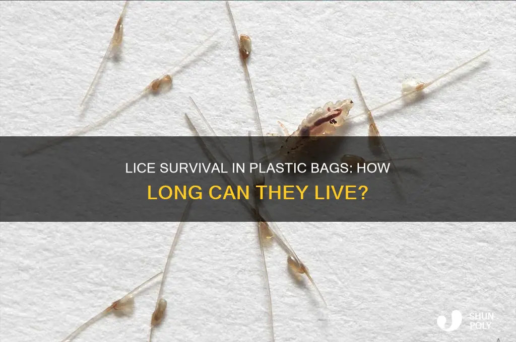 how long can lice live in a plastic bag