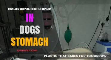 Plastic Bottle Cap Ingestion in Dogs: Potential Risks and Duration