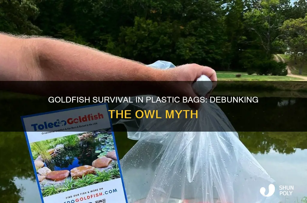 how long do goldfish live in a plastic bag owl