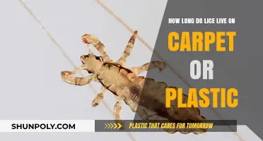 Lice Lifespan on Carpets and Plastic: Facts You Need to Know