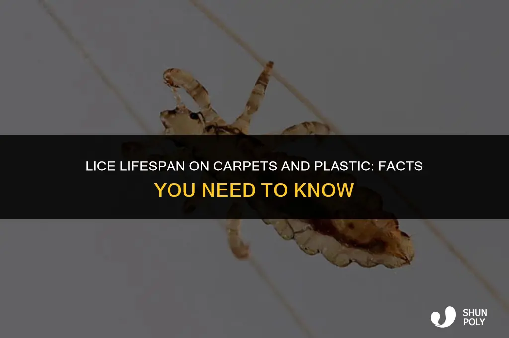 how long do lice live on carpet or plastic