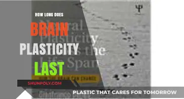 Exploring the Lifespan of Brain Plasticity: A Comprehensive Guide
