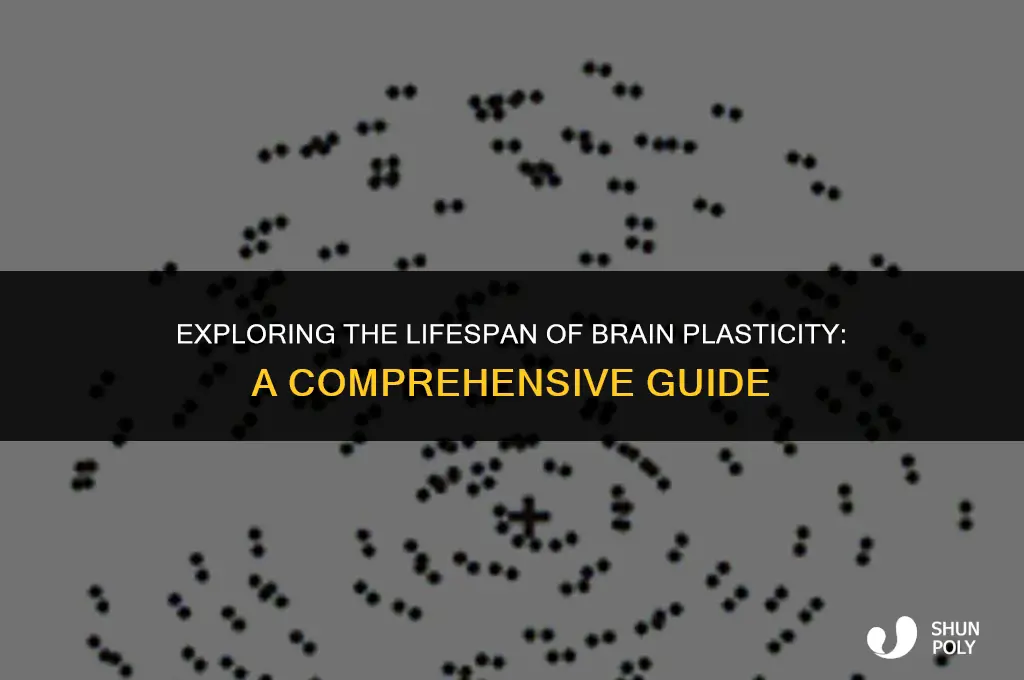 how long does brain plasticity last