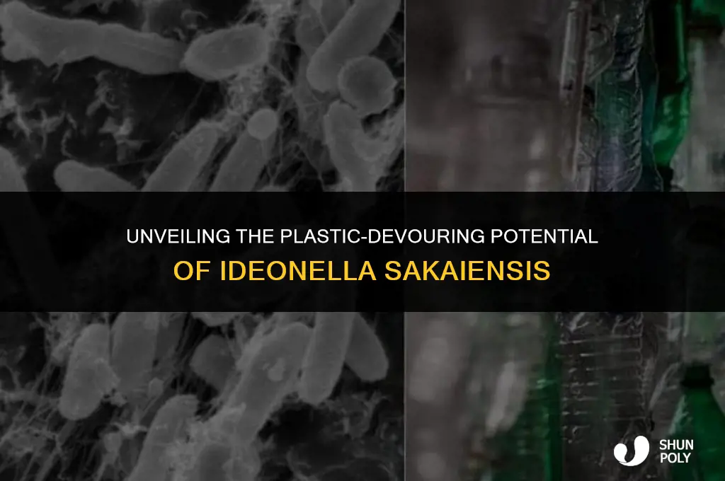 how long does ideonella sakaiensis break down plastic