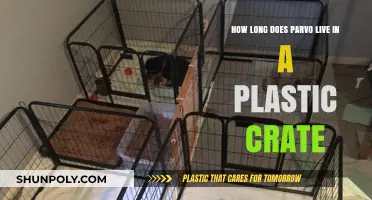 Surviving Parvo: Lifespan in Plastic Crates Explained