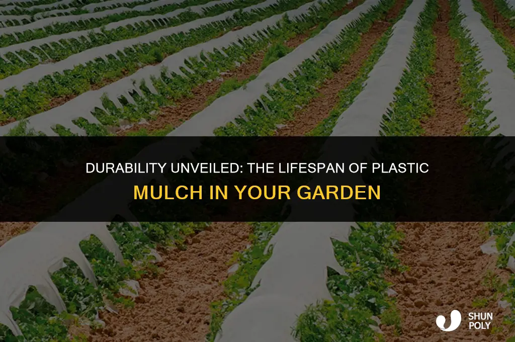 how long does plastic mulch last
