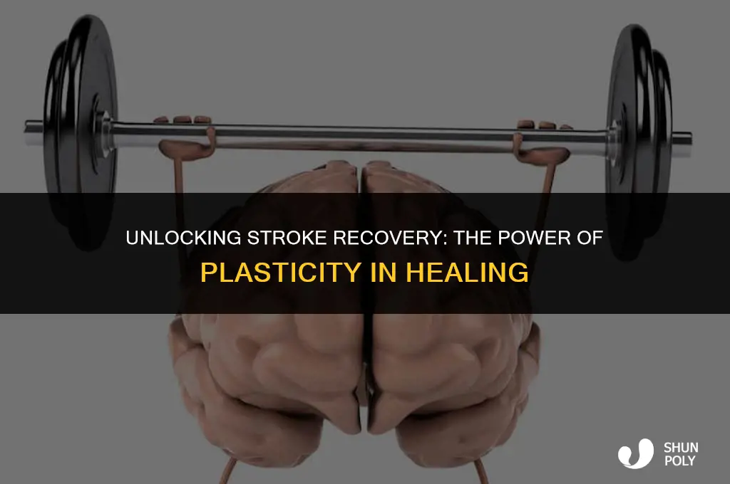 how long does plasticity enable stroke recovery