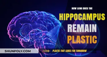 Exploring the Lifelong Plasticity of the Human Hippocampus