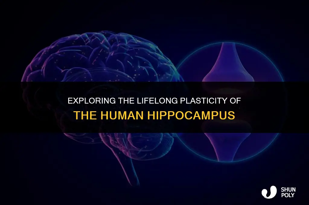 how long does the hippocampus remain plastic