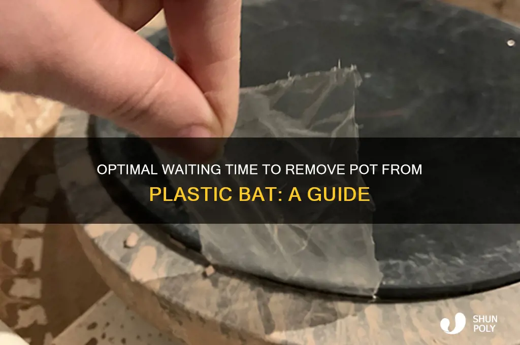 how long dovi wait to remove pot from plastic bat