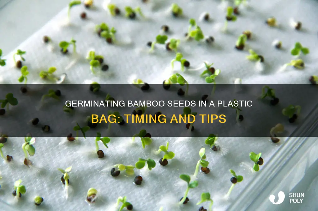 how long to germinate bamboo seeds in a plastic bag