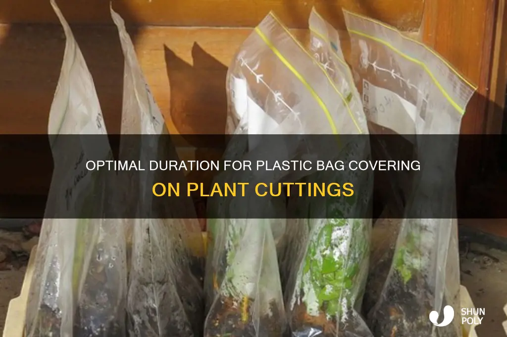 how long to keep plastic bag over cuttings