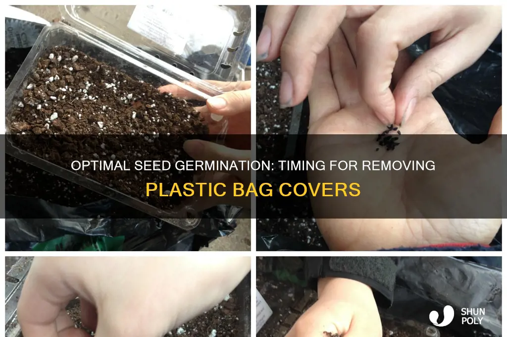 how long to keep plastic bags over seeds