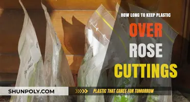 Optimal Duration for Plastic Covering Rose Cuttings: Expert Tips